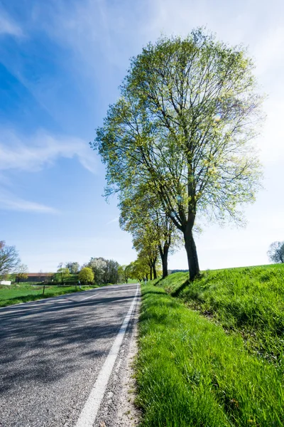 国の道路沿いの木々 — ストック写真