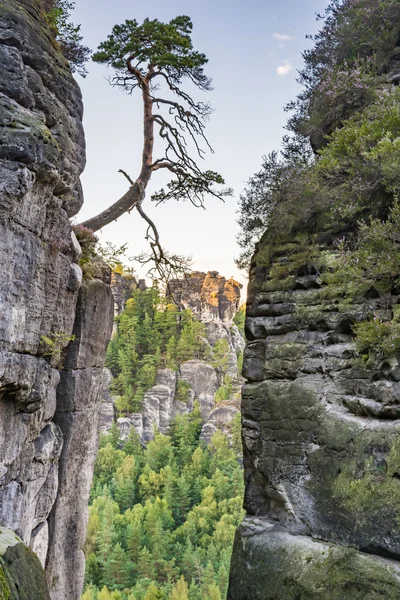 Árbol en una roca en las montañas de piedra arenisca del Elba — Foto de Stock