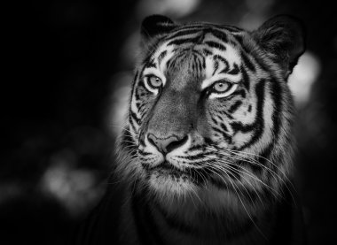 siberian tiger portresi