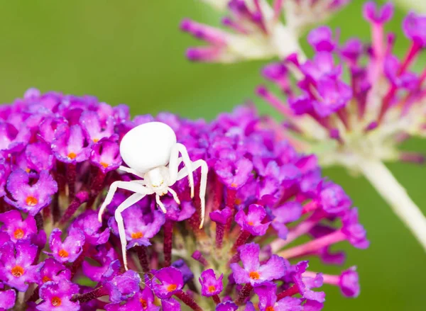 Mor buddleia çiçekleri Beyaz yengeç örümcek — Stok fotoğraf