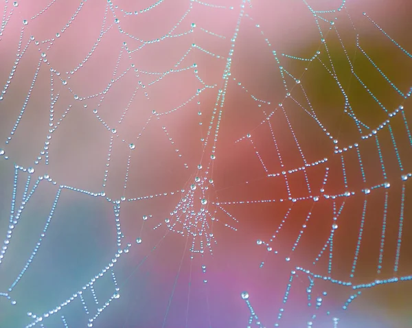 Çiy ile ıslak spiderweb closeup damla — Stok fotoğraf