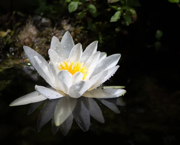 Flor de lirio de agua blanca en un estanque —  Fotos de Stock