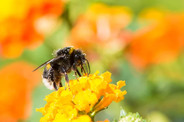 Bumblebee collecting nectar on a lantana camara flower — Stock Photo, Image