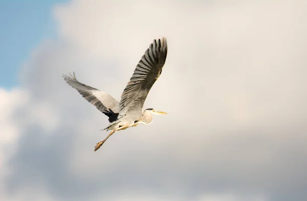 Flying grey heron bird — Stock Photo, Image