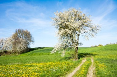 Bir çiçekli ağaç manzara