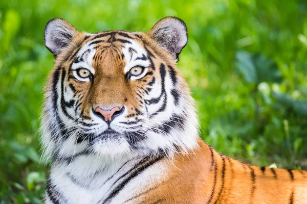 Portrait of a siberian tiger — Stock Photo, Image