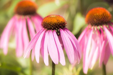 Echinacea purpurea çiçeği