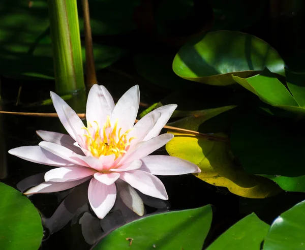 Lys rose dans un étang — Photo