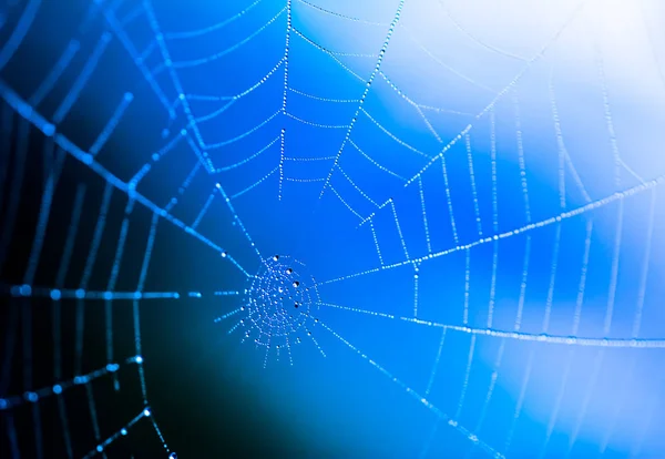 Çiy ile ıslak spiderweb closeup damla — Stok fotoğraf