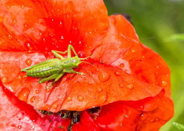 Saltamontes verdes sentados en una flor de amapola roja —  Fotos de Stock