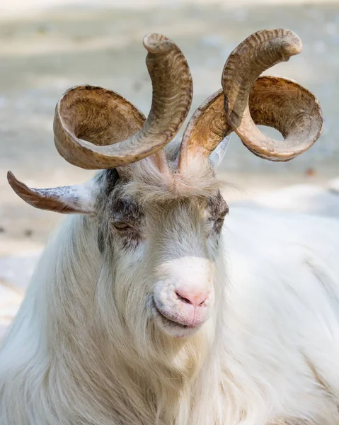 Portrait of a markhor goat — Stock Photo, Image