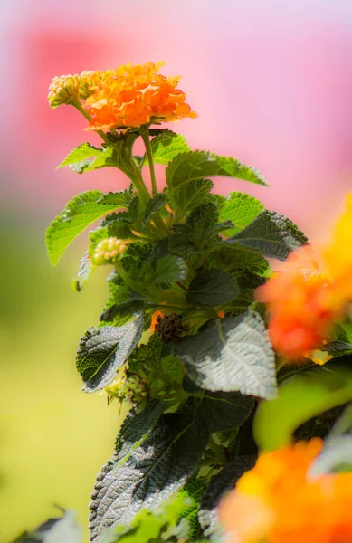 Orange Blooming Lantana camara flower — Stock Photo, Image