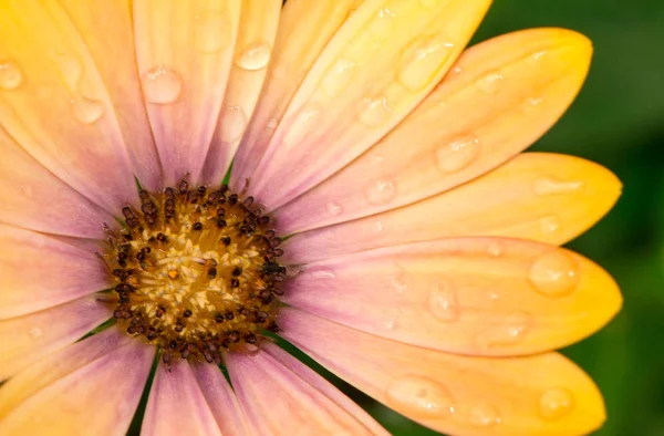 Sarı osteospermum çiçeğin taçyapraklarını — Stok fotoğraf