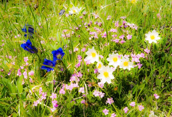 Louka v Alpách s květy gentiana — Stock fotografie