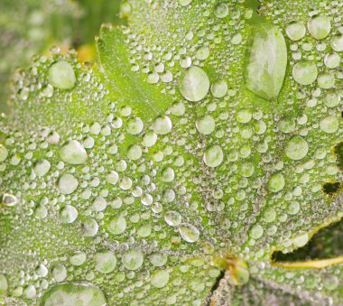 Yeşil yapraktaki yağmur damlaları