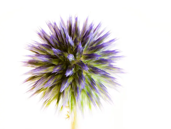 Αφηρημένη λουλούδι μακροεντολή από ένα μπλε κάρδο — Φωτογραφία Αρχείου