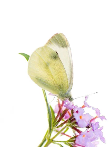 Mantequilla de col blanca en una flor — Foto de Stock