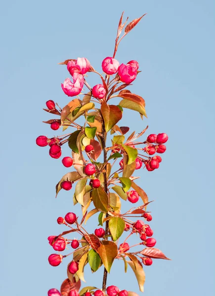 Цветущая яблоня с розовыми цветами — стоковое фото