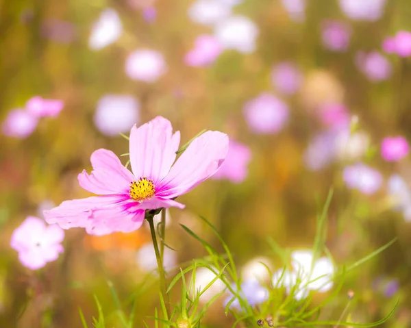 Blommande sommaräng — Stockfoto