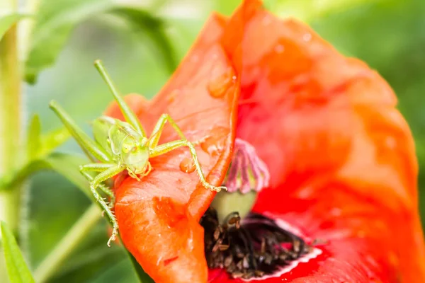 Sauterelle verte assise sur une fleur de pavot rouge — Photo