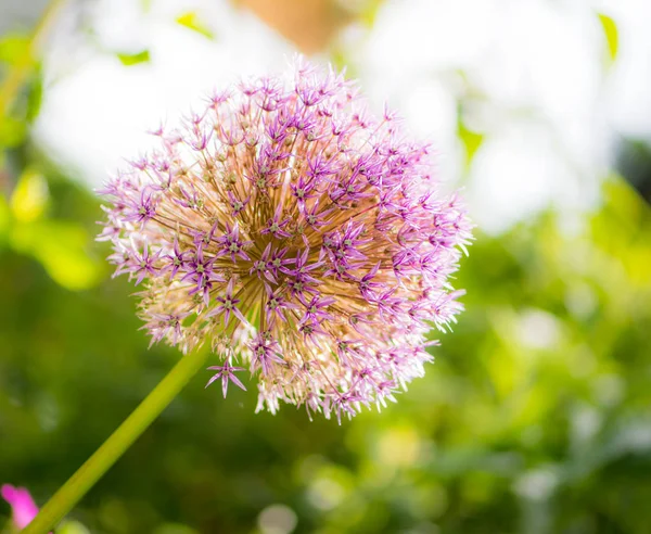 Giant onion flower blossom — Stock Photo, Image