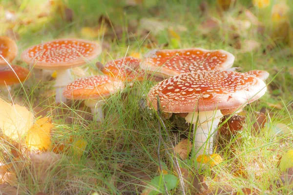 Group of red fly agaric musrooms — Stock Photo, Image