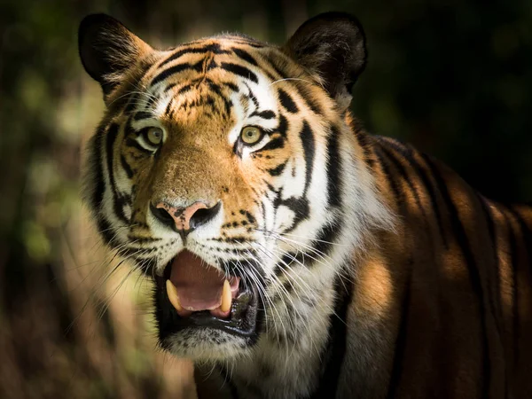 Wilder sibirischer Tiger im Dschungel — Stockfoto