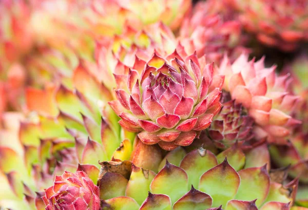 Sempervivum 花のクローズ アップ — ストック写真
