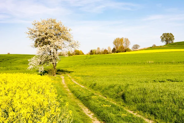 Paisagem com uma árvore de floração — Fotografia de Stock