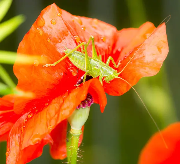 Saltamontes verdes sentados en una flor de amapola roja — Foto de Stock