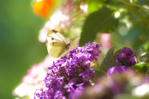 Beyaz lahana butterfyl bir çiçek çiçek üzerinde — Stok fotoğraf