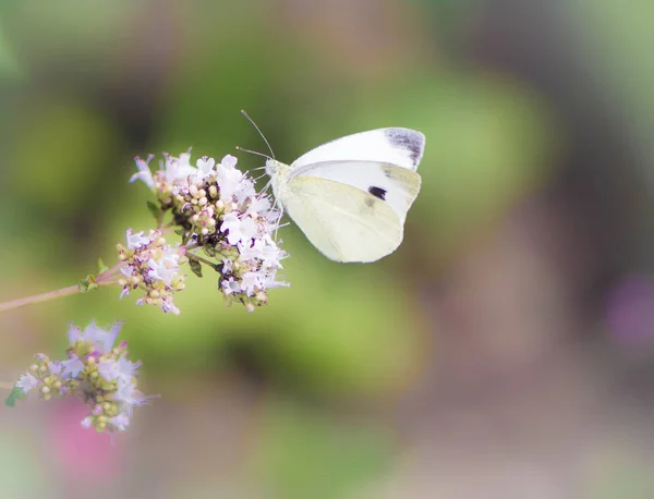 花のように白いモンシロチョウ — ストック写真