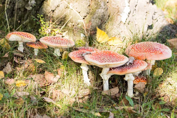 Grupo de cogumelos agáricos mosca vermelha — Fotografia de Stock