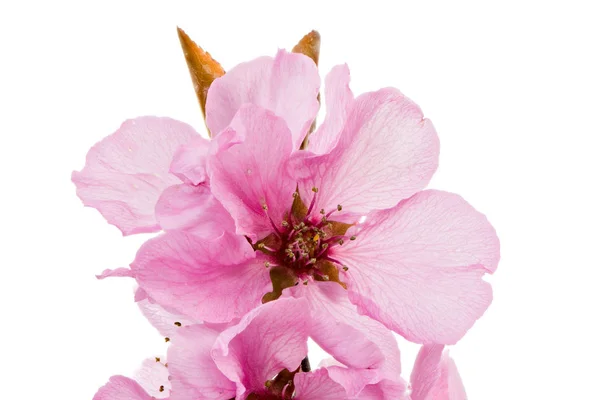 Isolated pink peach blossoms — Stock Photo, Image