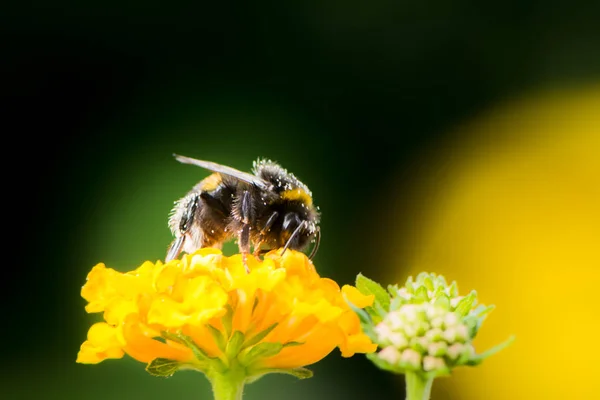 Bumblebee collecting nectar on a lantana camara flower — Stock Photo, Image