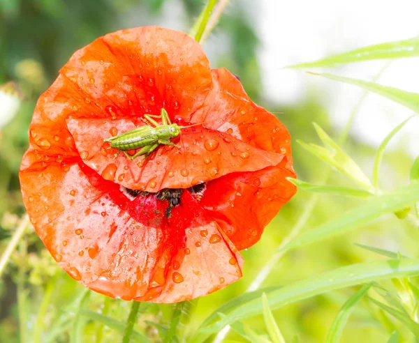 Saltamontes verdes sentados en una flor de amapola roja —  Fotos de Stock