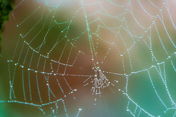 Närbild av en våt spindelnät med dagg droppar — Stockfoto