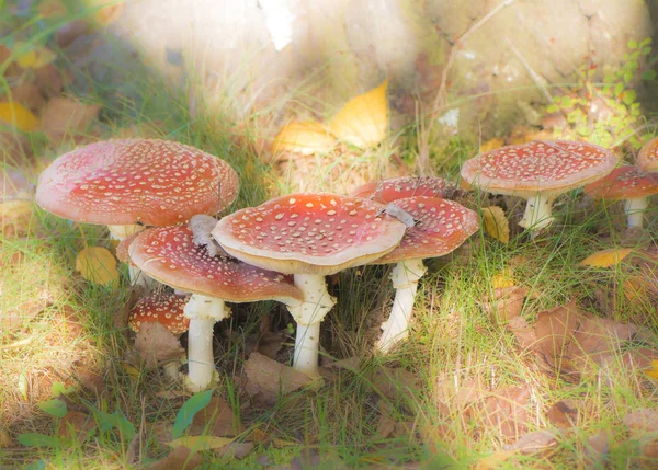 Groupe de champignons agariques de la mouche rouge — Photo