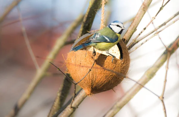 Blue tit bird eating at a bird feeder — Stock Photo, Image