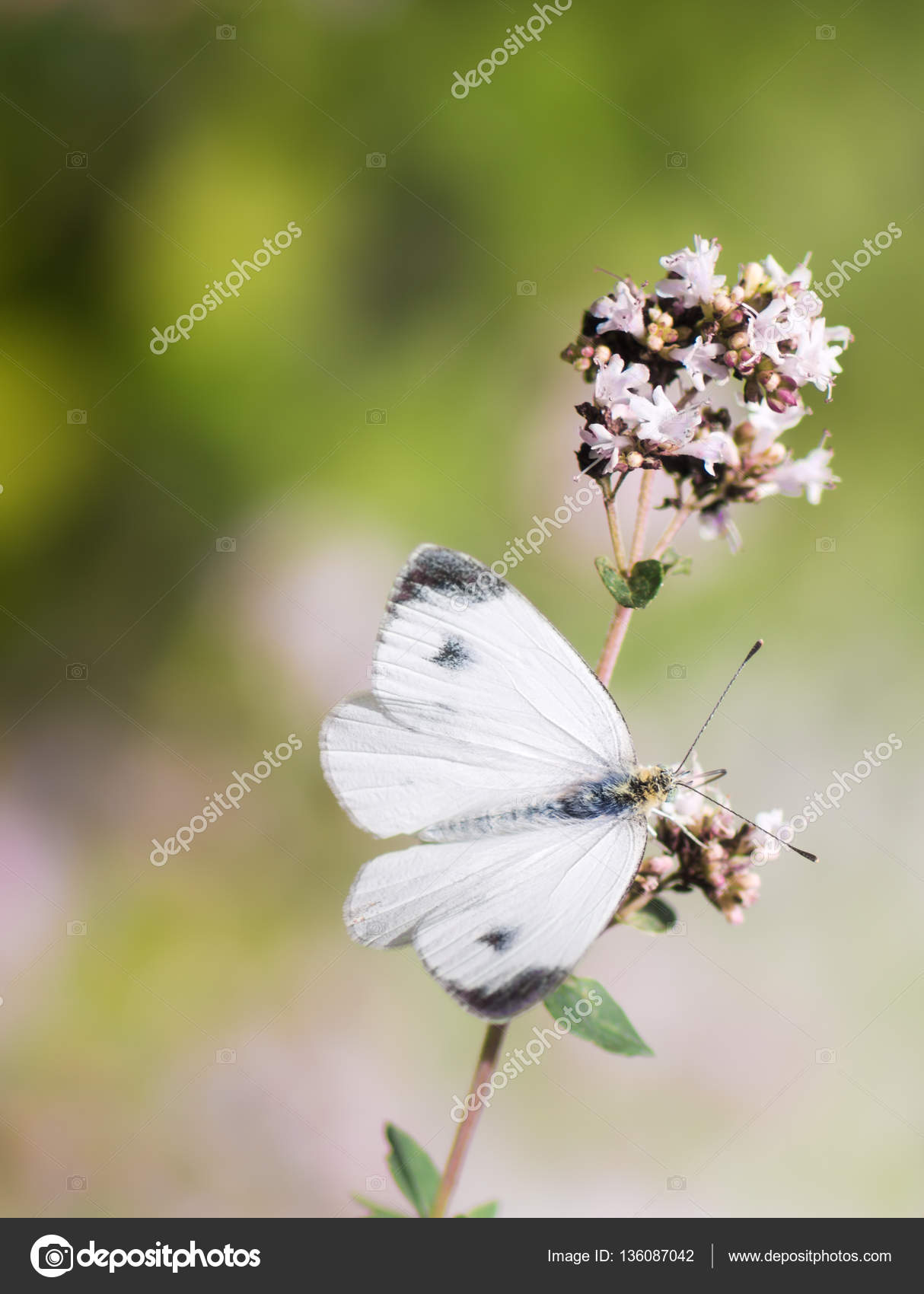 モンシロチョウ写真素材 ロイヤリティフリーモンシロチョウ画像 Depositphotos