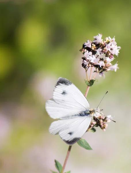 Farfalla di cavolo bianco su un fiore — Foto Stock