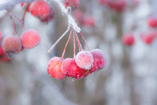 Mogna äpplen täckta med frost — Stockfoto