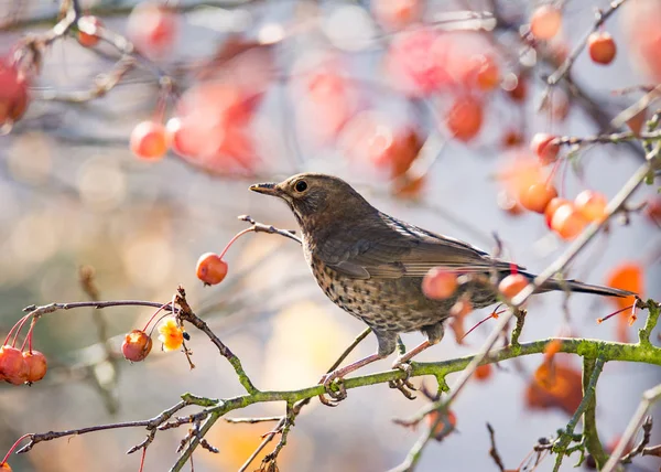 Amsel sitzt in einem Apfelbaum — Stockfoto