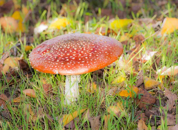 Red fly agaric musroom — Stock Photo, Image