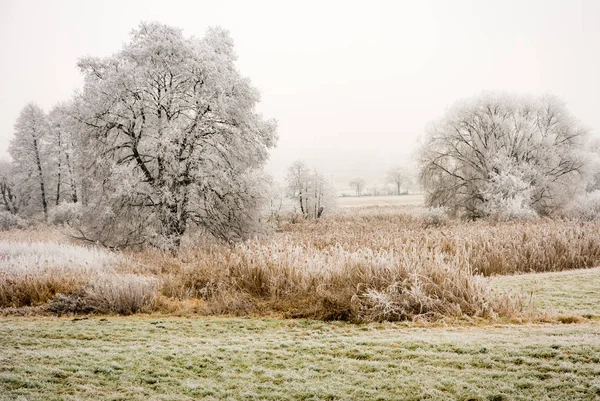 Neblige Winterlandschaft mit gefrosteten Bäumen — Stockfoto