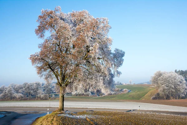 霜で覆われて孤独な木 — ストック写真