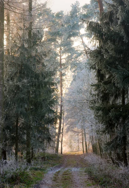 Onverharde weg door een bos met berijpte bomen — Stockfoto