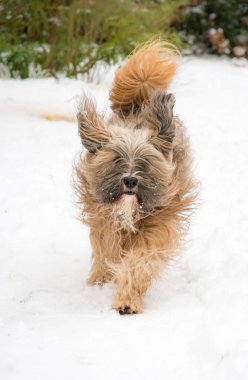 Tibet terrier köpek çalışan ve karda atlama.