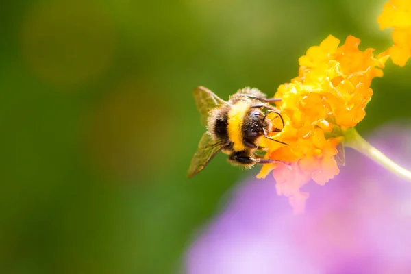 Bumblebee coletando néctar em uma flor de camara lantana — Fotografia de Stock