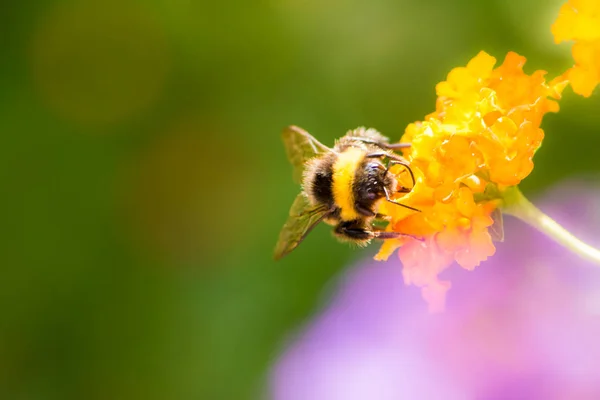 Bumblebee collecting nectar on a lantana camara flower — Stock Photo, Image